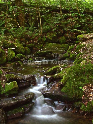  - Allegheny National Forest