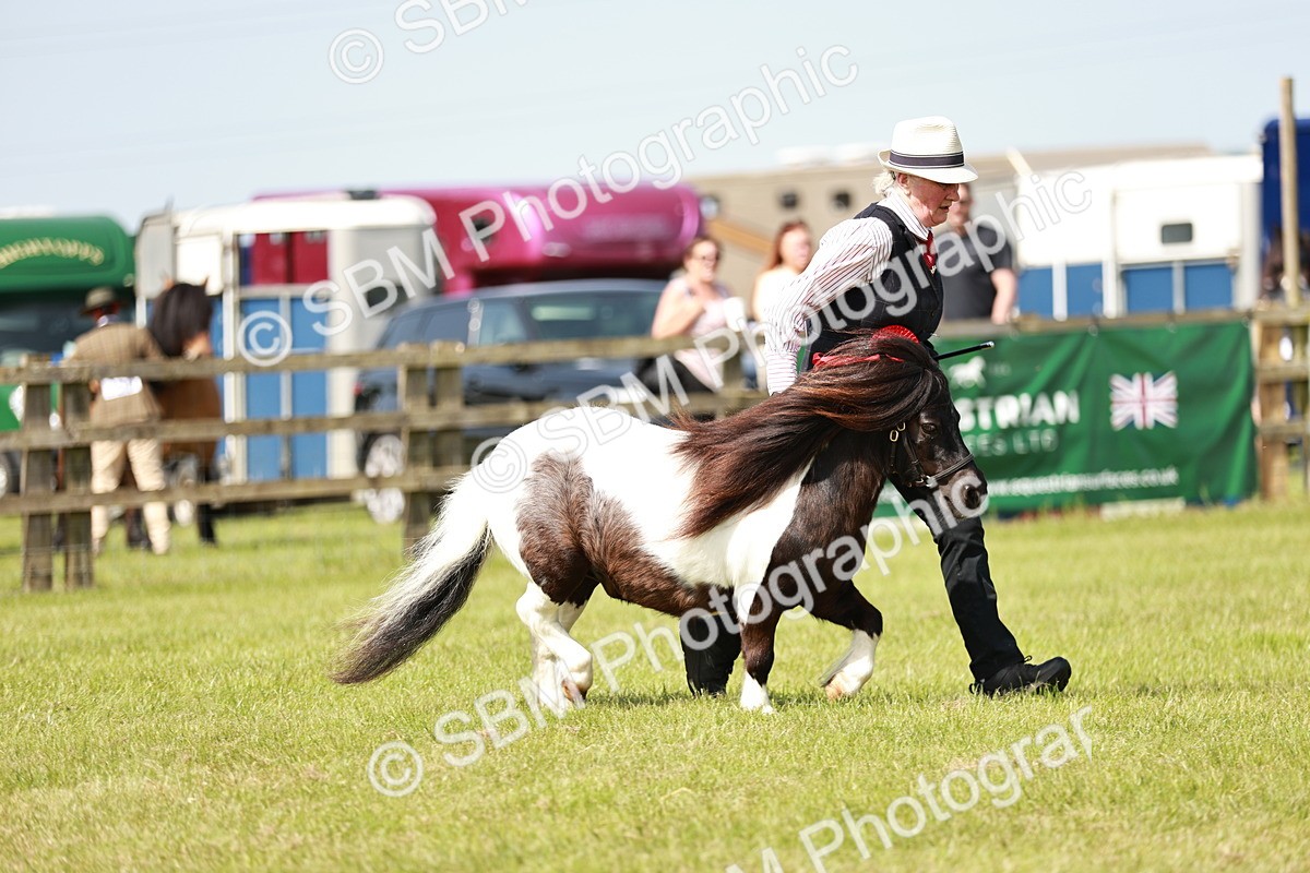 SBM_02452 - Class 14-23 - Mountain & Moorland In Hand Non Welsh