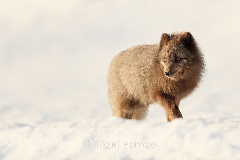 Dark Arctic Fox walking, Svalbard, Norway - Arctic Fox