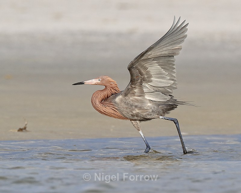 Reddish Egret wings raised, Fort De Soto Park, Florida - Reddish Egret