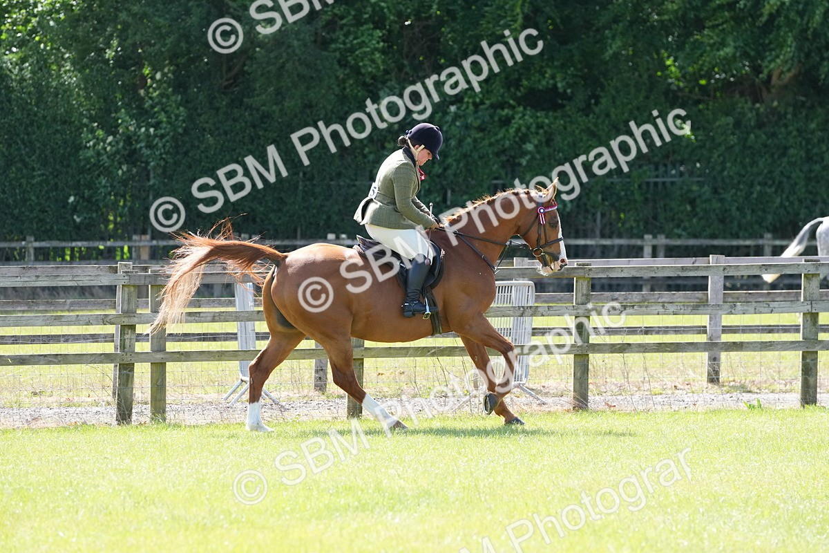 SBM_12976 - Class 99 - RIHS SEIB Working Show Horse