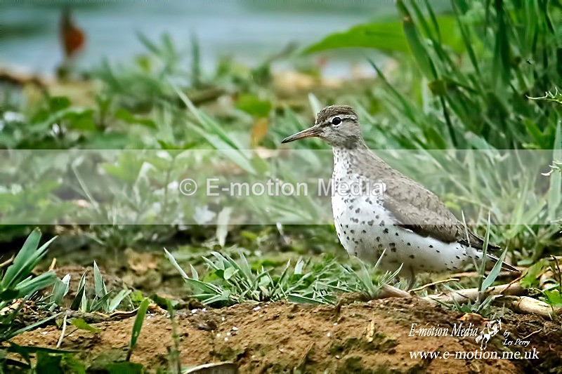 Spotted Sandpiper 200815 14a - Nature