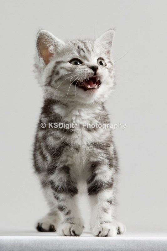  - Tufton British Shorthairs