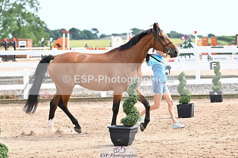 240717A-163726-03458 - Trot Up 4pm to 5pm