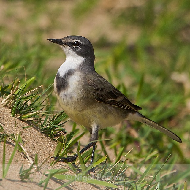 Cape Wagtail on a sand dune - Cape Wagtail