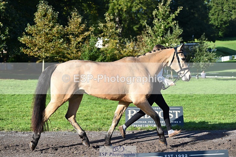 231022-102958-22523 - 442-BICTON.INCREDIBLY.DUN-millie.jo.challinor-TrotUp+SJ