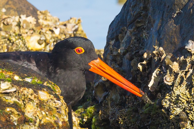 Sooty Oyster Catcher 2