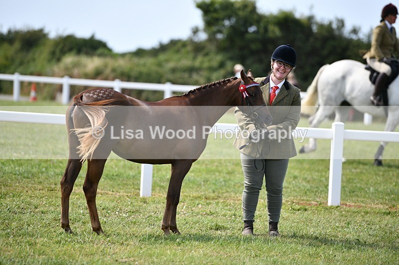 DSC_8309 - Class 68: Part Bred In Hand M & M