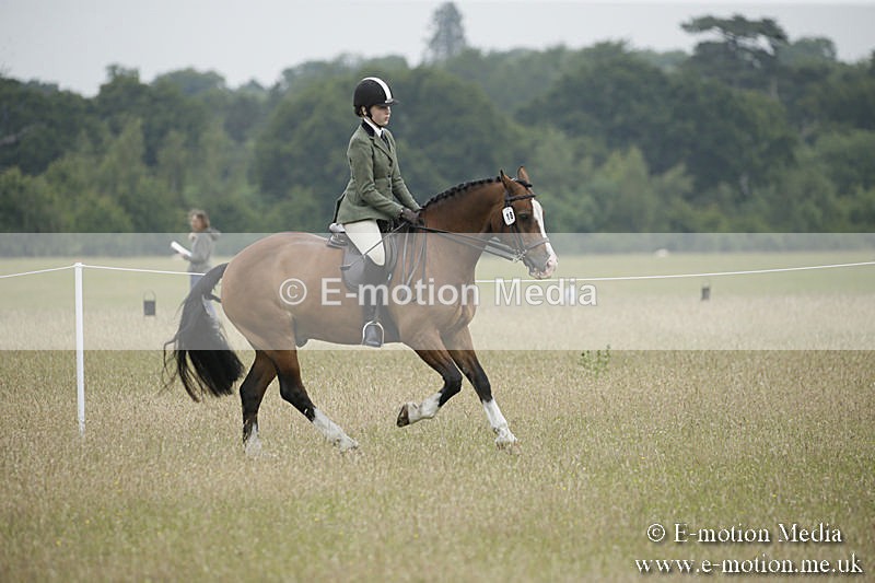 B230619-0309 - Bourne Valley Riding Club Summer Show 23/06/19
