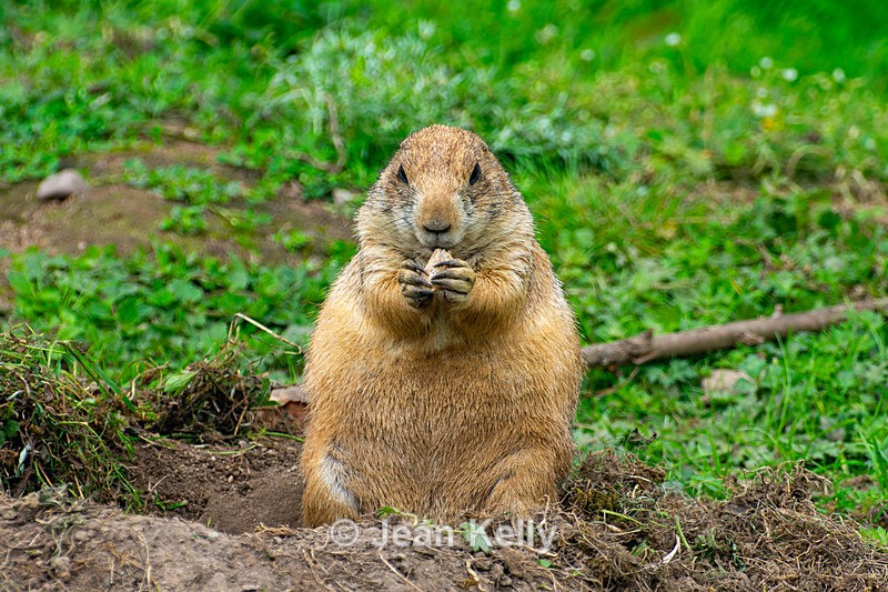 Black-tailed Prairie Dog - DSC_9431 - Black-Tailed Prairie Dogs