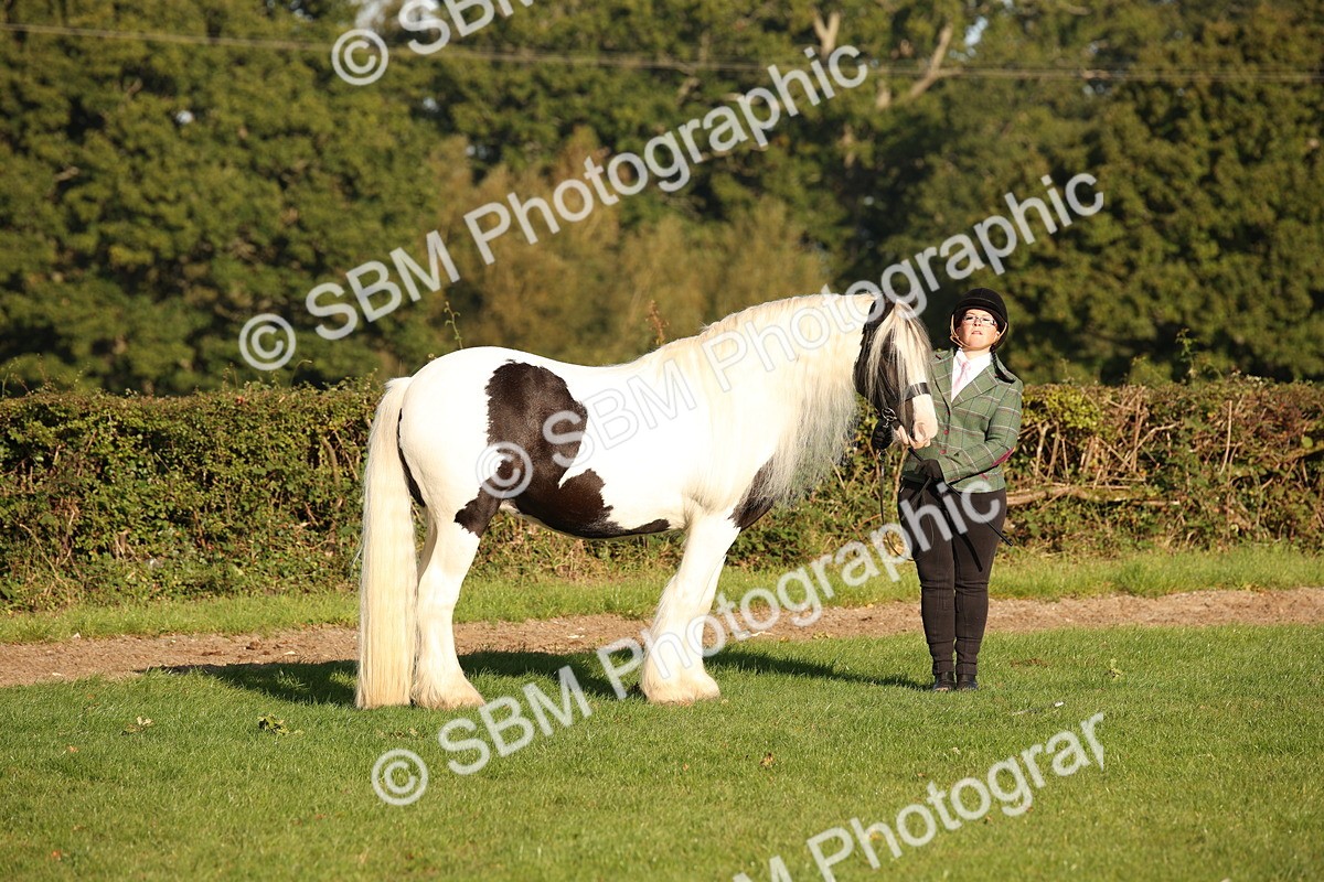 SBM_58675 - S51 - Piebald & Skewbald Horse In Hand