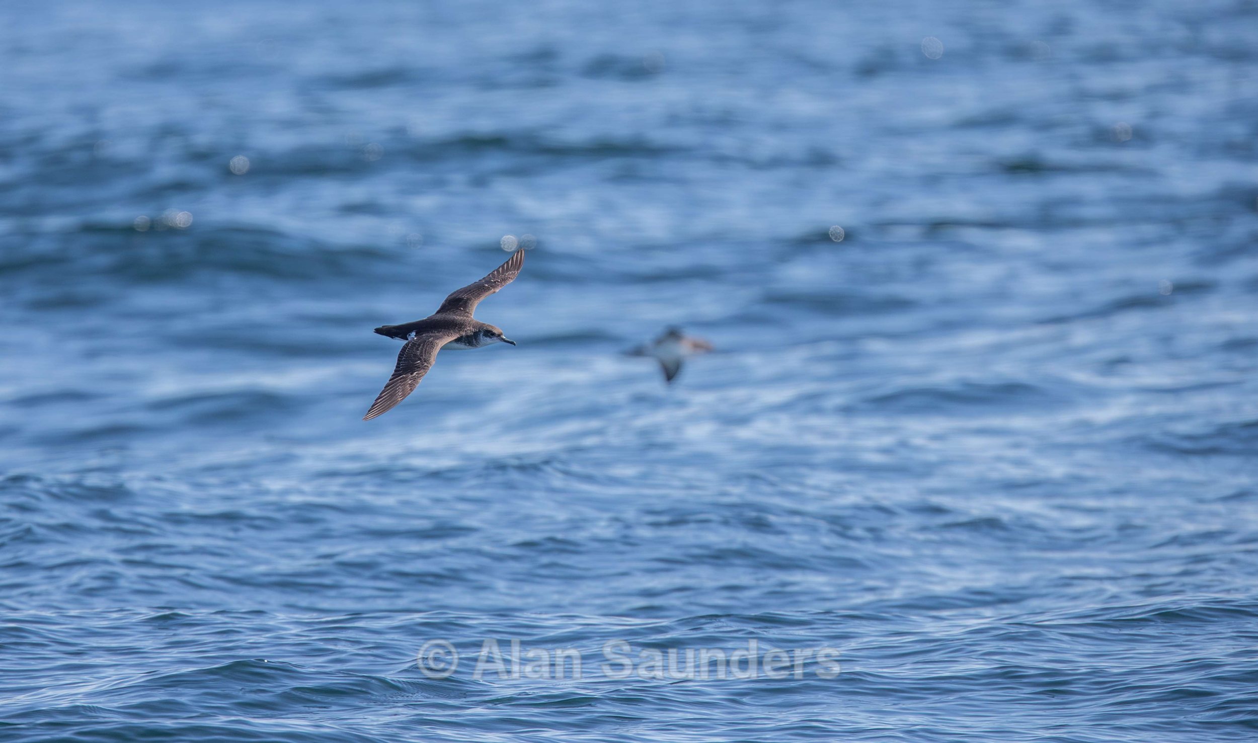 Manx Shearwater 3