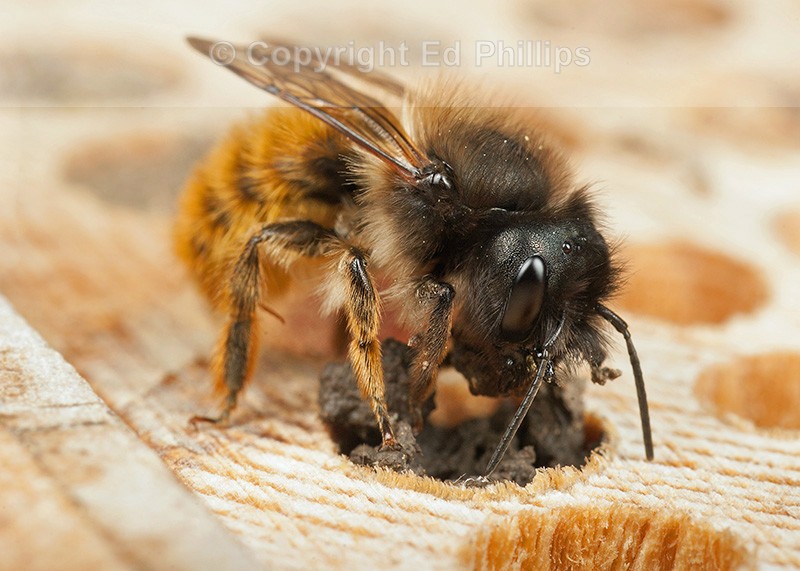 Osmia bicornis (f)