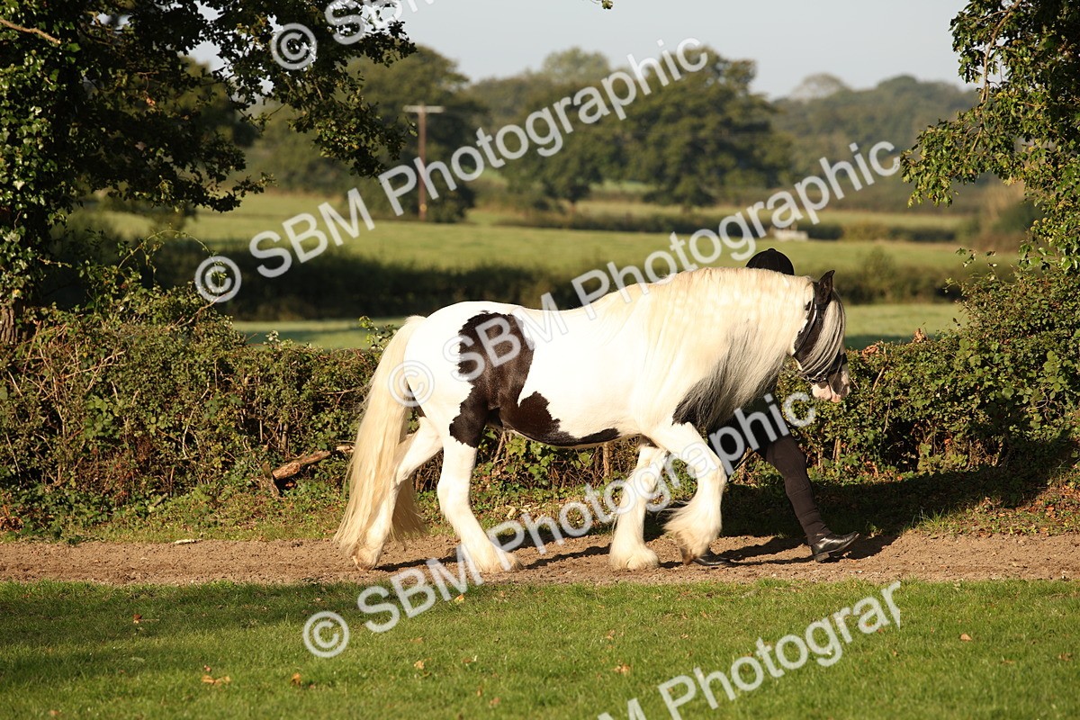 SBM_58651 - S51 - Piebald & Skewbald Horse In Hand