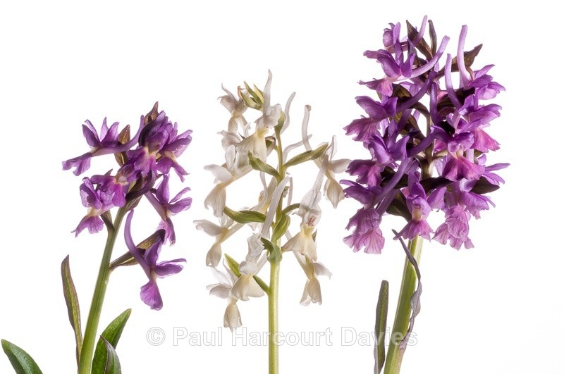  - WB: Orchids - Various