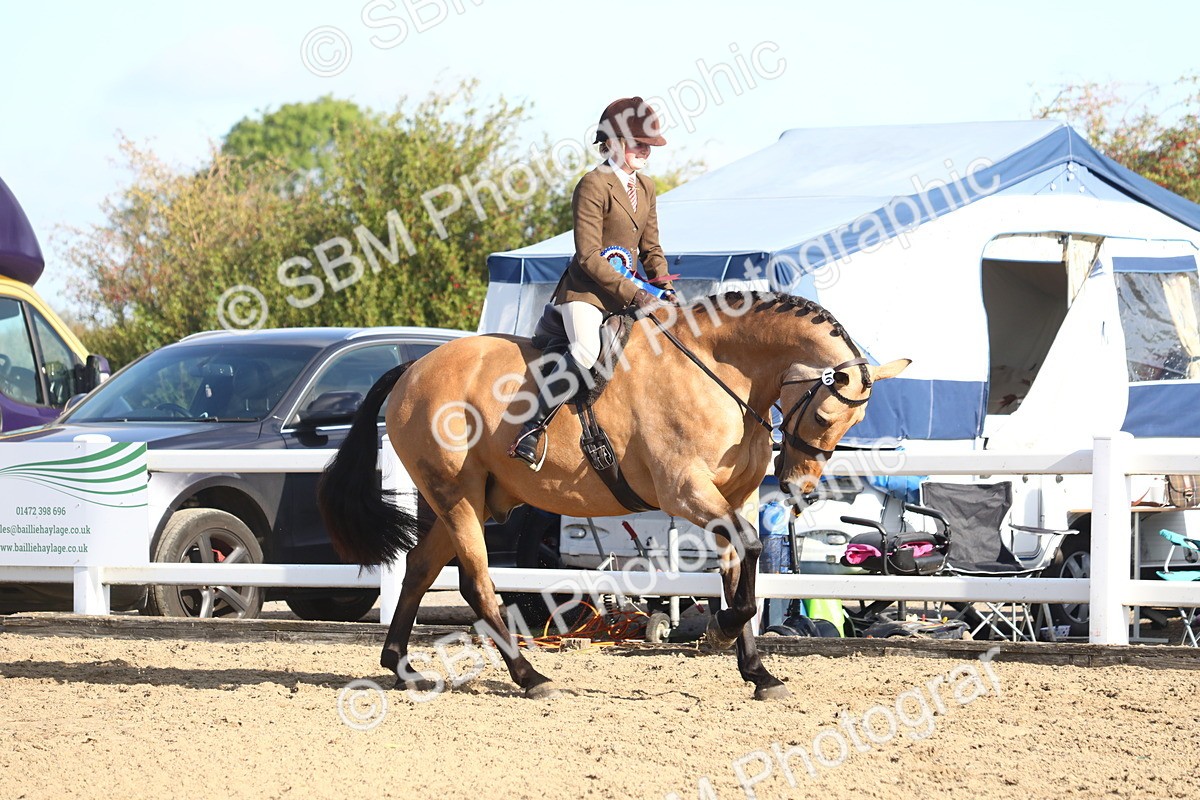 SBM_08613 - Class 502 - Riding Club Horse