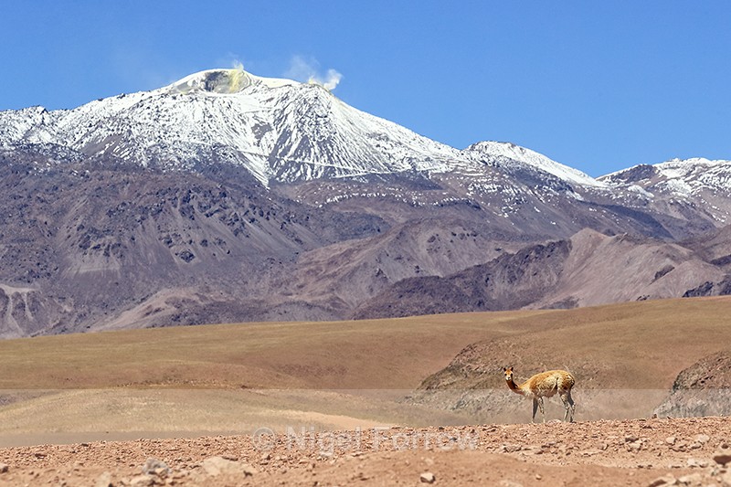 Vicuna, active volcano background, Chile - Vicuna