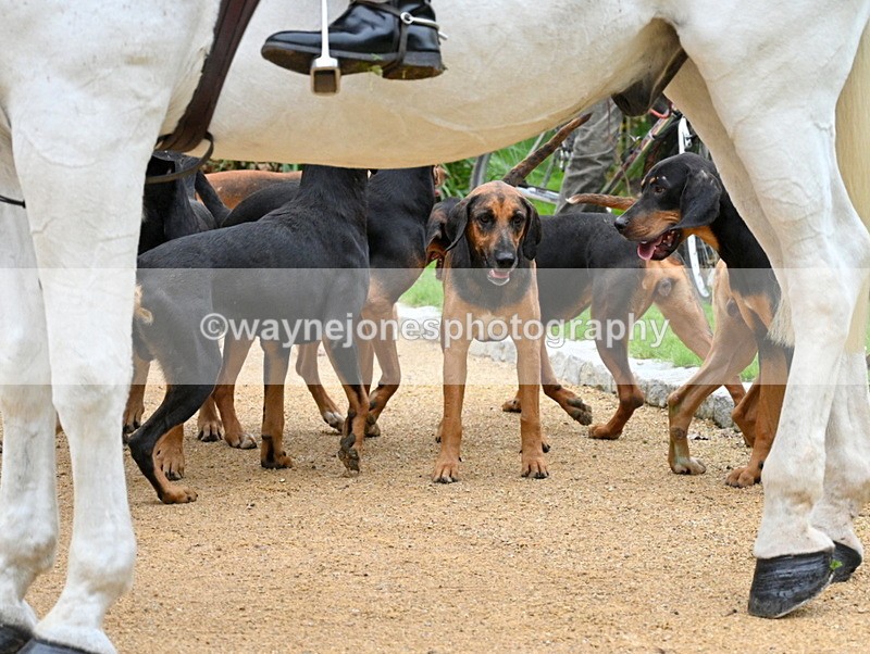 WJ7_5980 - Berks & Bucks - Children's Meet - The Old Farmhouse – Steventon.