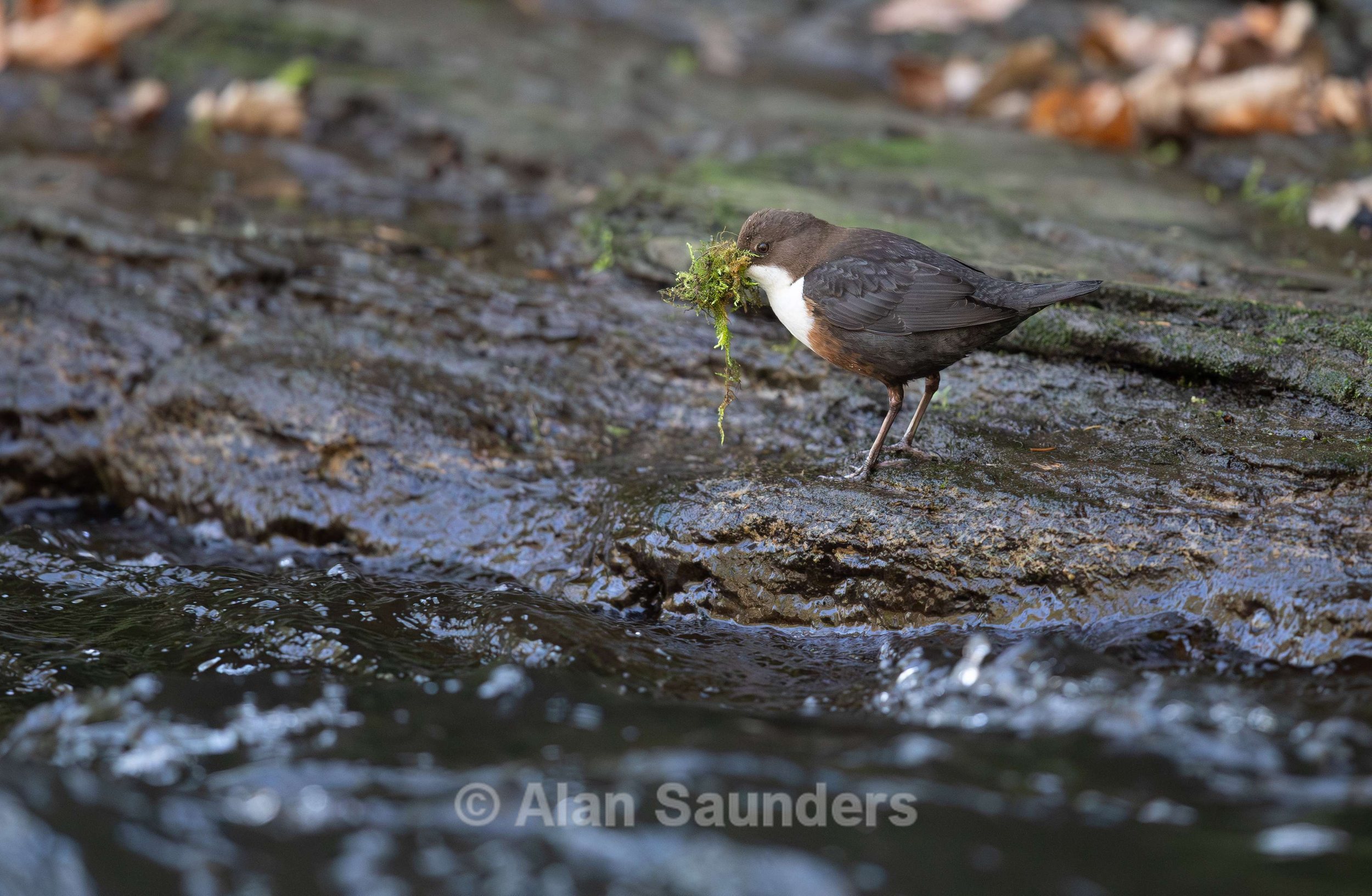 Dipper 2
