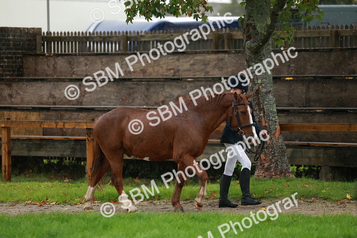 SBM_34926 - S10 - Best In Hand Horse & Pony