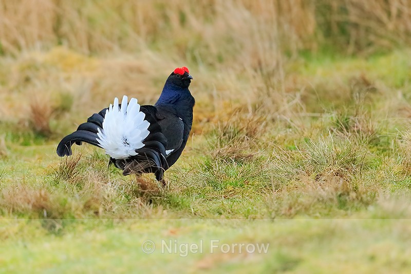 Black Grouse (male) displaying, Scotland - Black Grouse