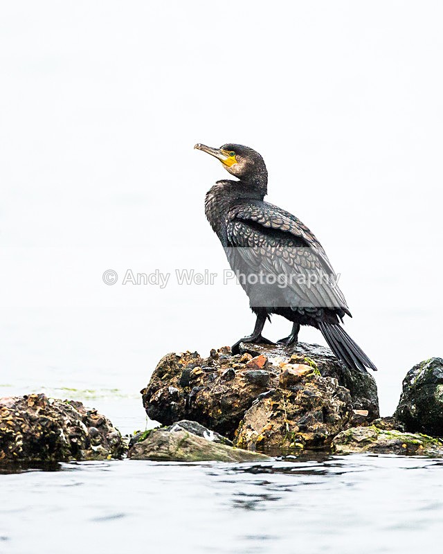 20130930-3K8A6305 - Cormorants & Shags
