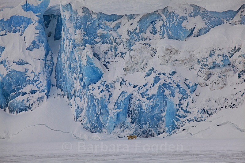 Polarbears by Negribreen 6149 - Wildlife
