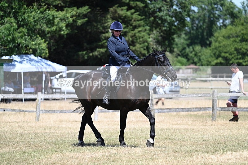 WJ7_2946 - Class 7 Riding Club Show Horse