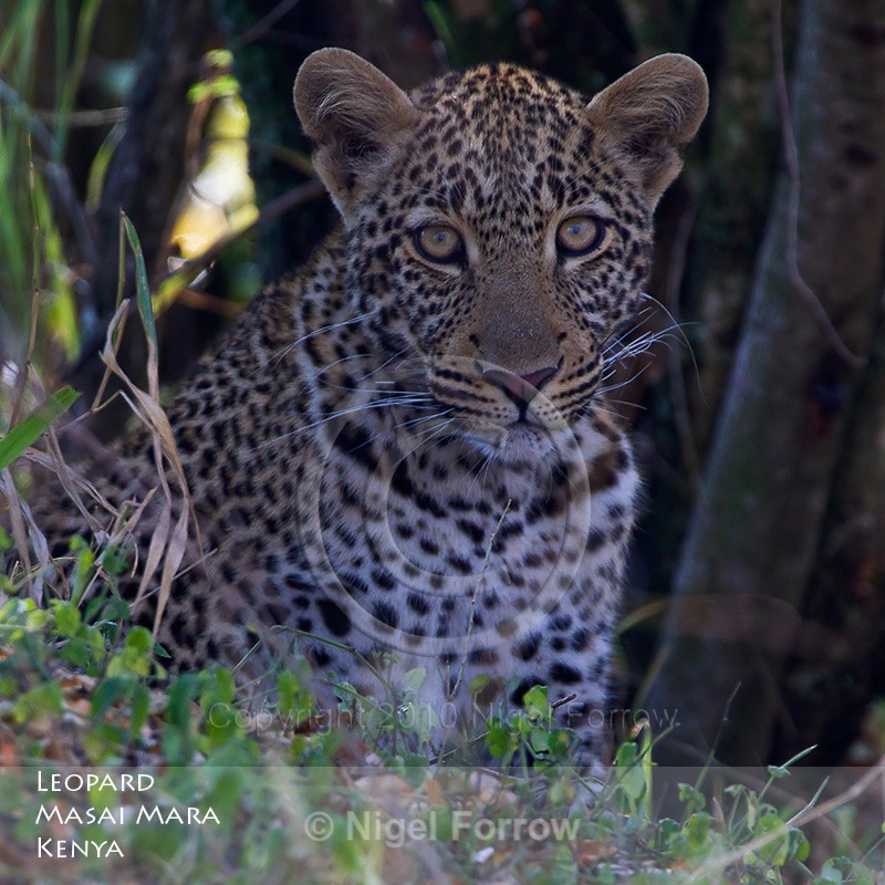 Leopard close-up - Leopard