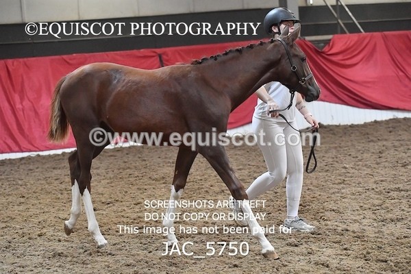 JAC_5750 - 11 Pandora of Westoak