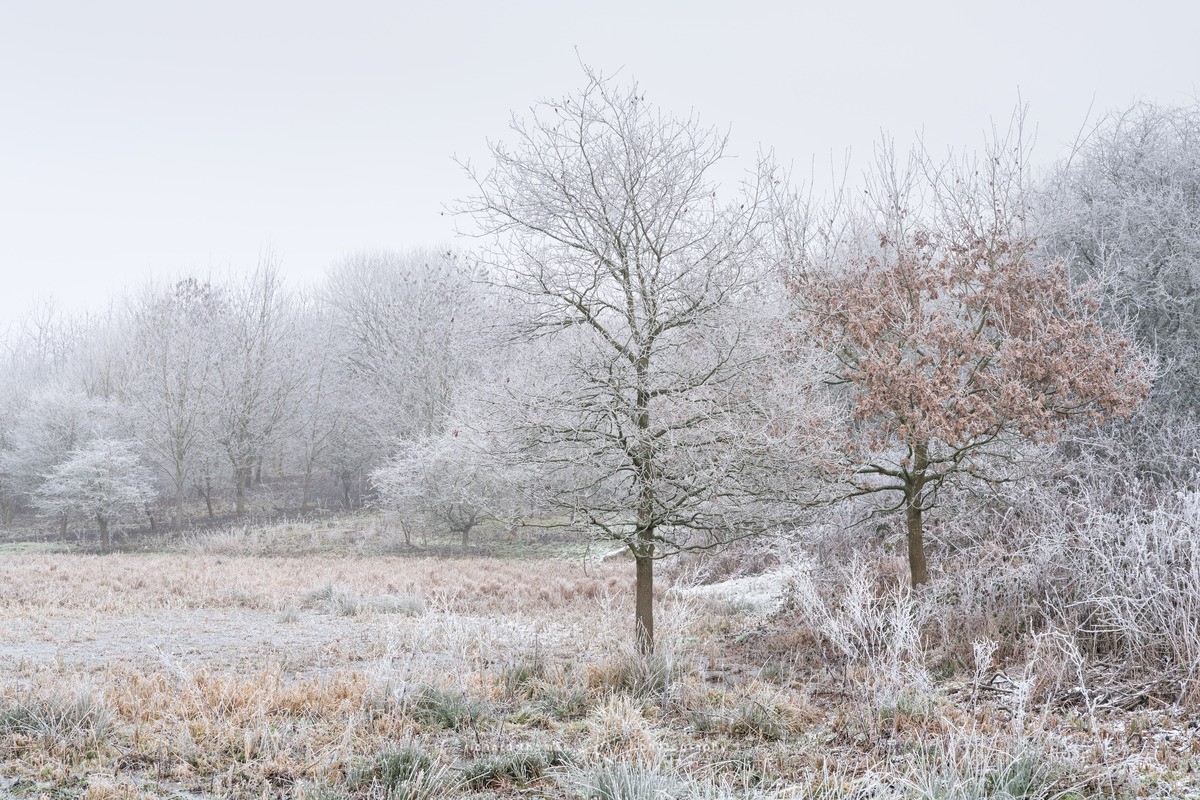 Gelid meadow - WINTER