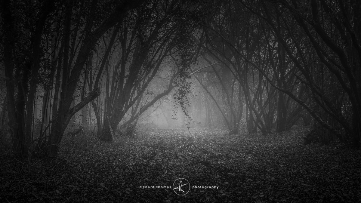 Ivy Uvula - Mono Mist Trees