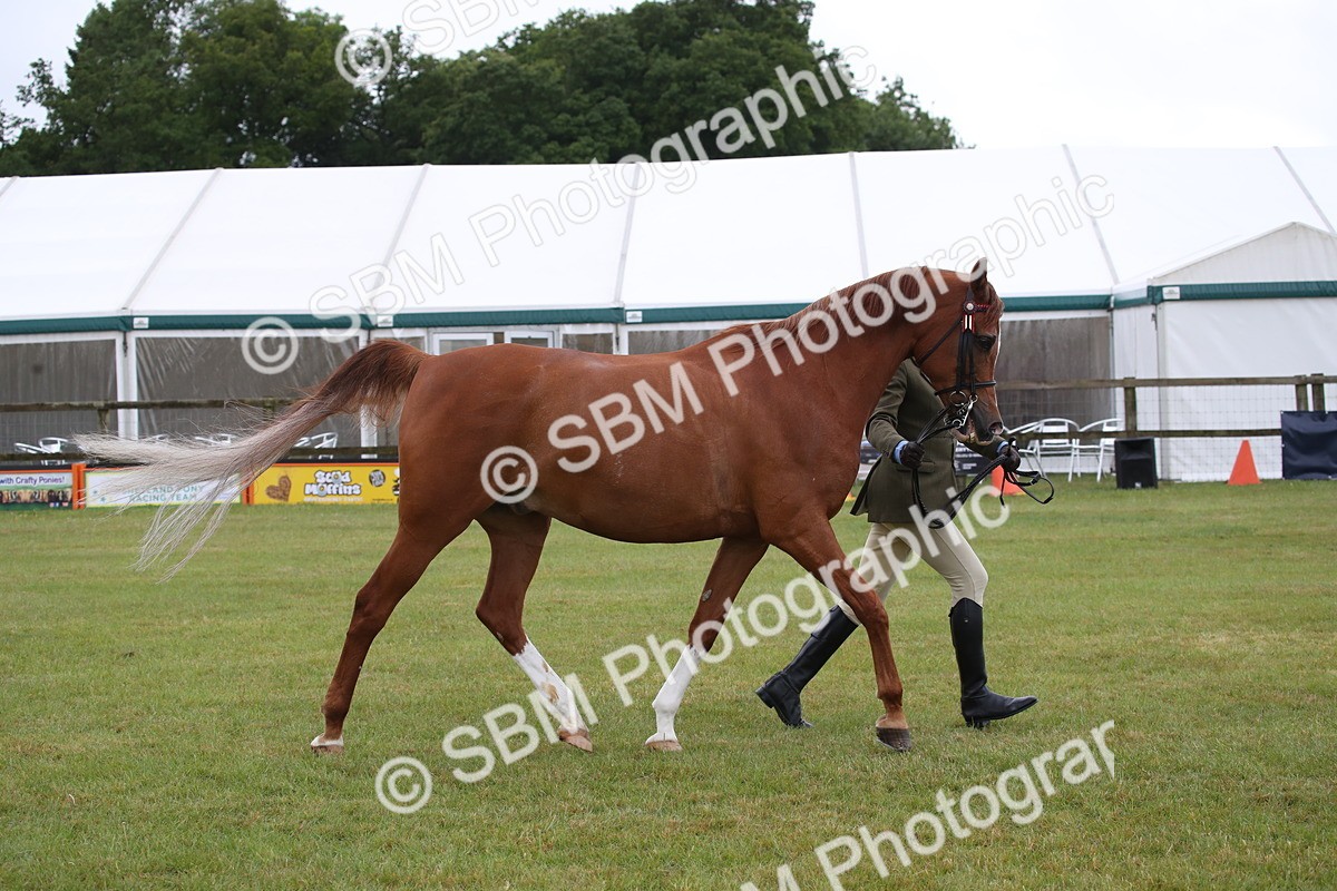 SBM_03643 - Class 21 - 22 - Ridden Arab and Part Bred/Anglo Arab