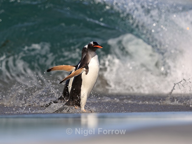 Gentoo Penguins crashing wave background, Sea Lion Island, Falklands - Gentoo Penguin