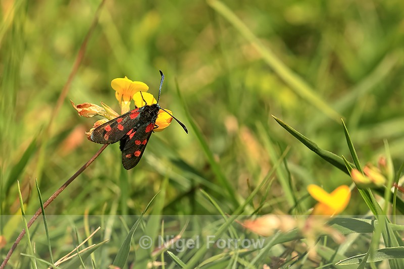 Six-spot Burnet upper wings, Seven Barrows, Berkshire - INSECTS