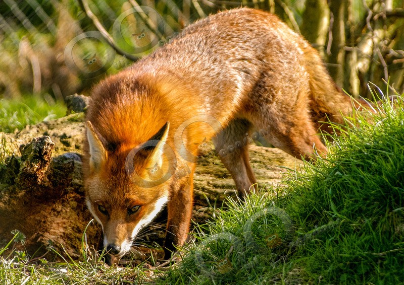 fox vulpes vulpes-012 - UK Wildlife
