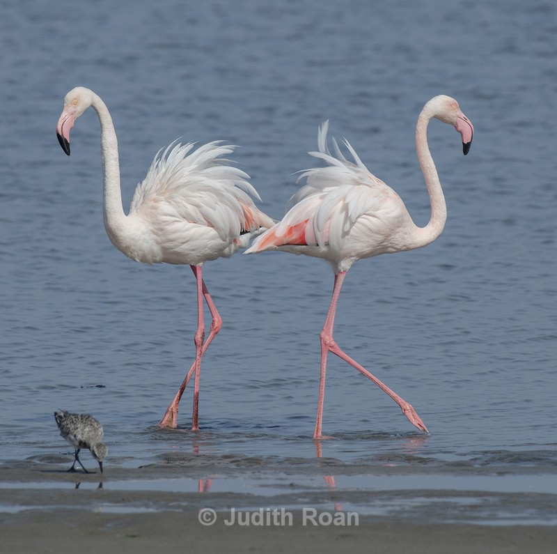 Greater Flamingo with Little Stint? - Namibia 2022