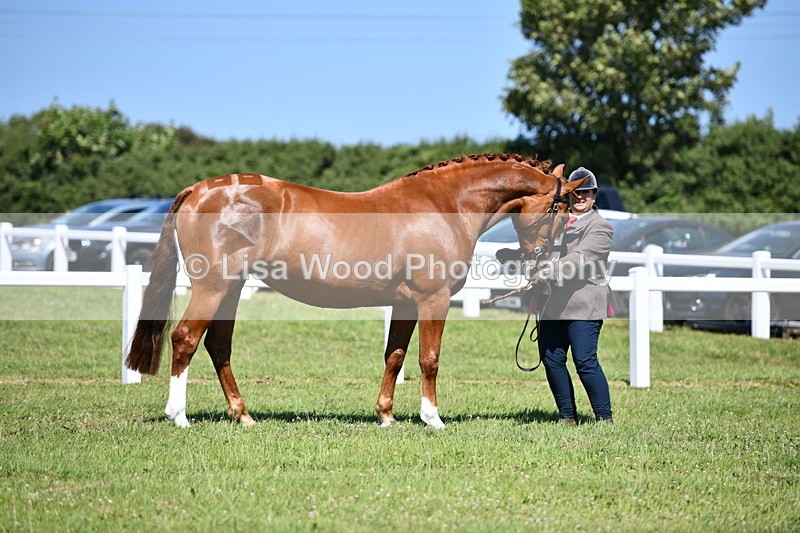 DSC_6749 - Class 57: Hunter/Riding Horse/Hack 1, 2 & 3 yr olds