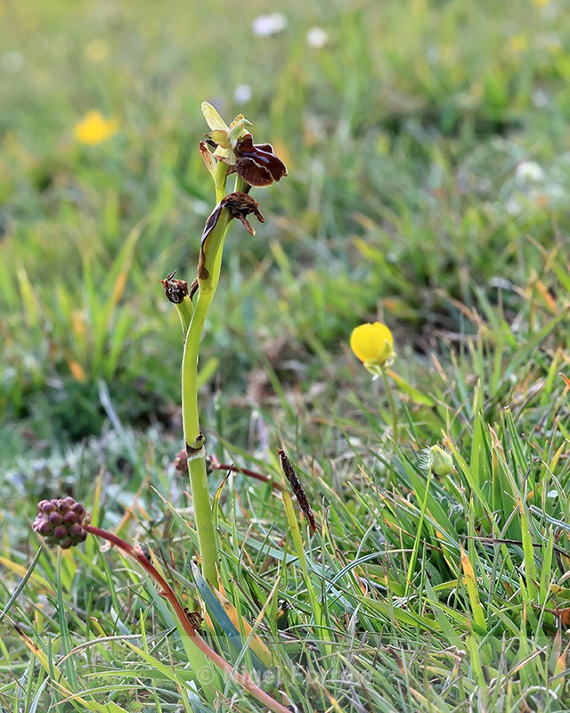 Early Spider-Orchid, Spyway, Dorset - PLANTS