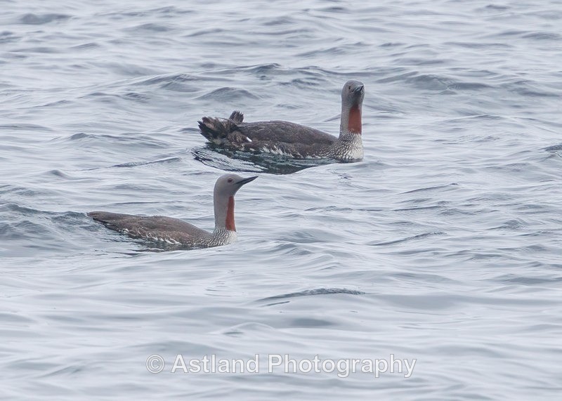 Red-throated Divers - Latest Images