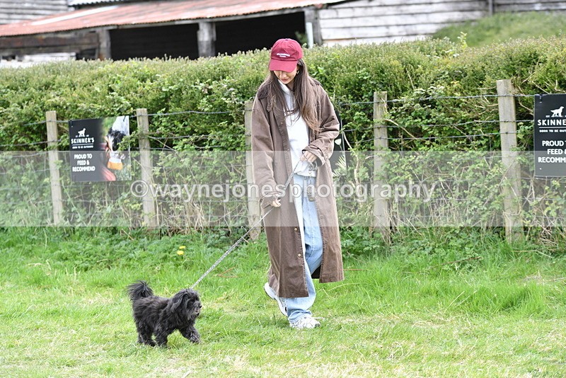 WJ5_9453 - Class 3 Most Handsome Dog