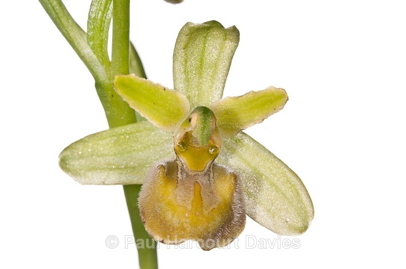  - WB: Orchids - Ophrys
