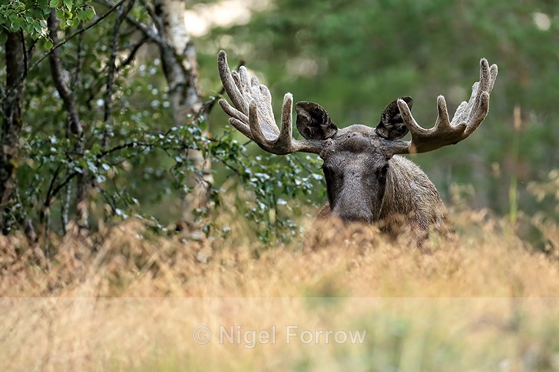 Moose head above long grass, Flatanger, Norway - Deer