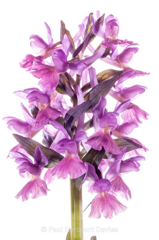  - WB: Orchids - Orchis