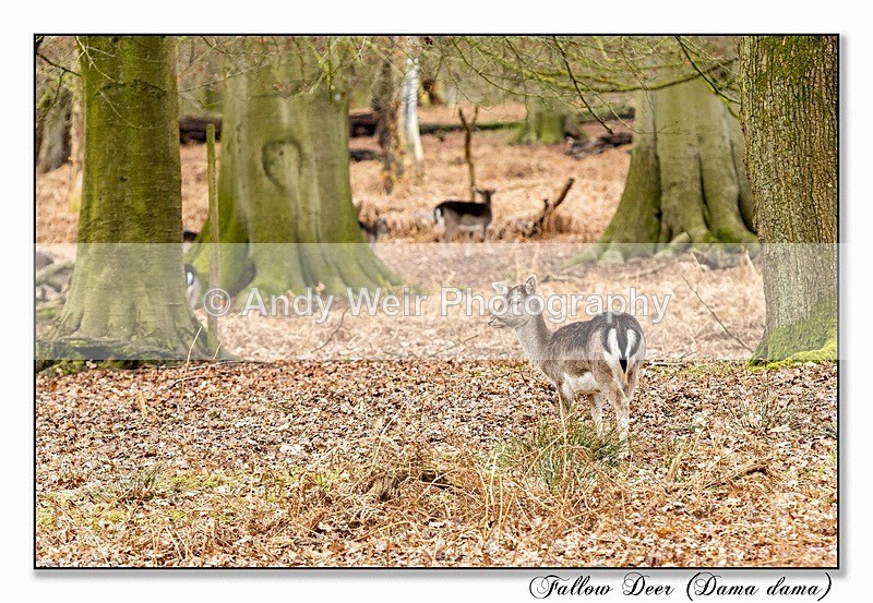 200127-R-1L4A3223-Edit - Fallow Deer