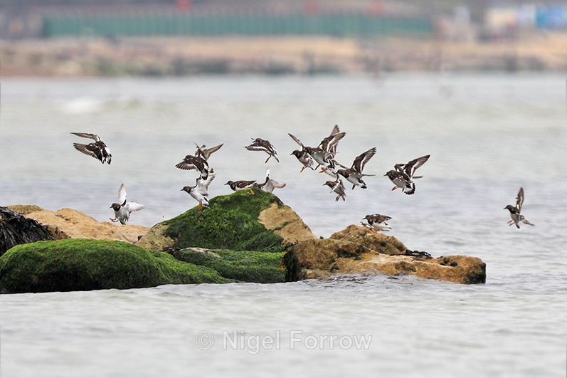 A flock of Turnstone landing on a groyne in front of Mudeford Quay - Turnstone