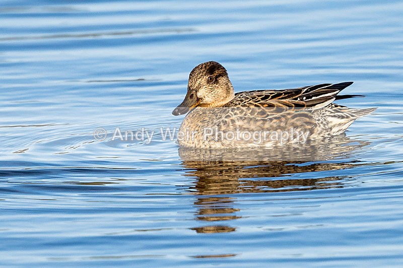 20151121-8E0A1784 - Teal