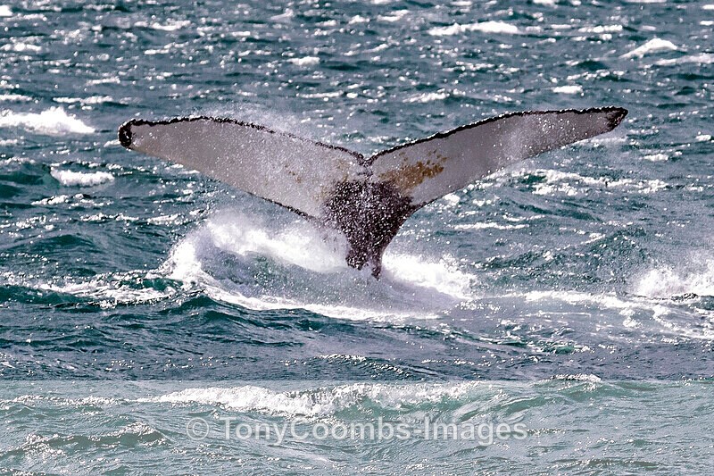 Humpback Whale  (tail fluke) - Iceland