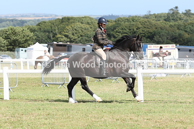 JPP_2291 - Class 19: Working Hunter 60cm