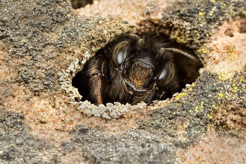 Anthophora  plumipes (f) - Anthophora plumipes